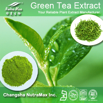 Green Tea P. E. 30% L- Theanine(sales06@nutra-max.com) ()